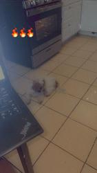 Lost Female Dog last seen In the back yard of my home on the corner of 37th and dupont, Minneapolis, MN 55412