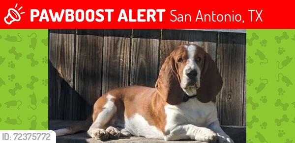 Lost Male Dog last seen Near hidden cross, San Antonio, TX 78250