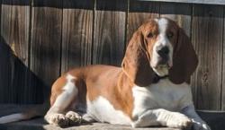 Lost Male Dog last seen Near hidden cross, San Antonio, TX 78250