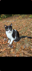 Lost Male Cat last seen Goodall Mill and Jones Rd , Macon, GA 31216