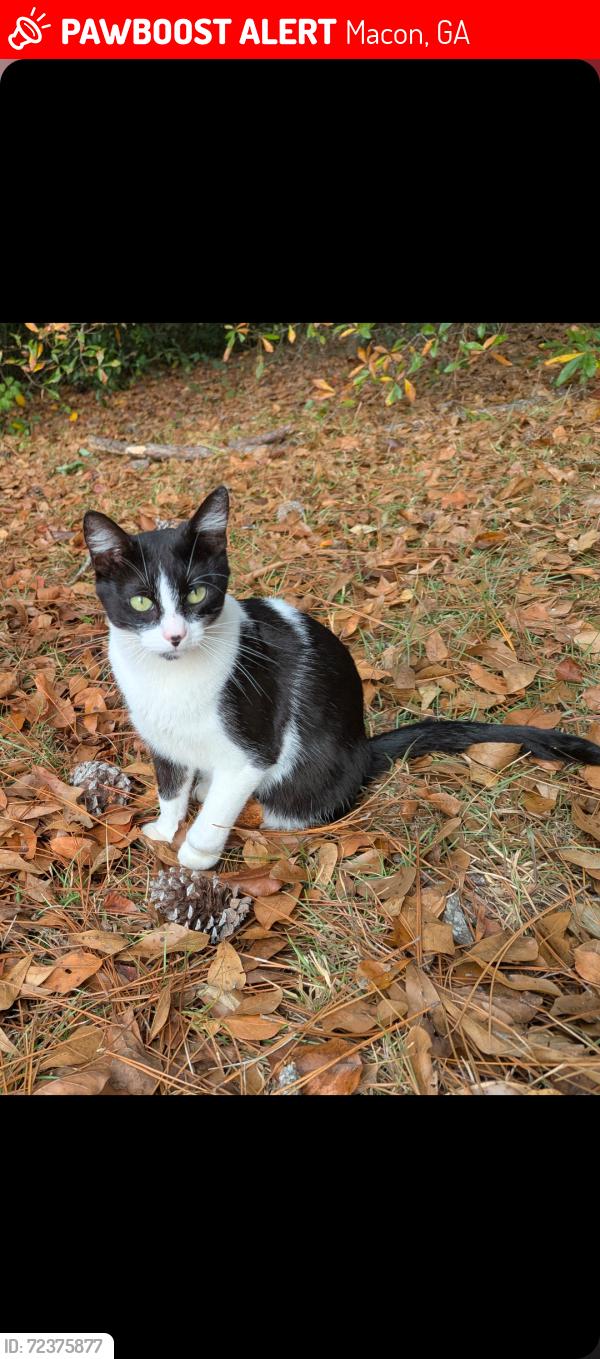 Lost Male Cat last seen Goodall Mill and Jones Rd , Macon, GA 31216