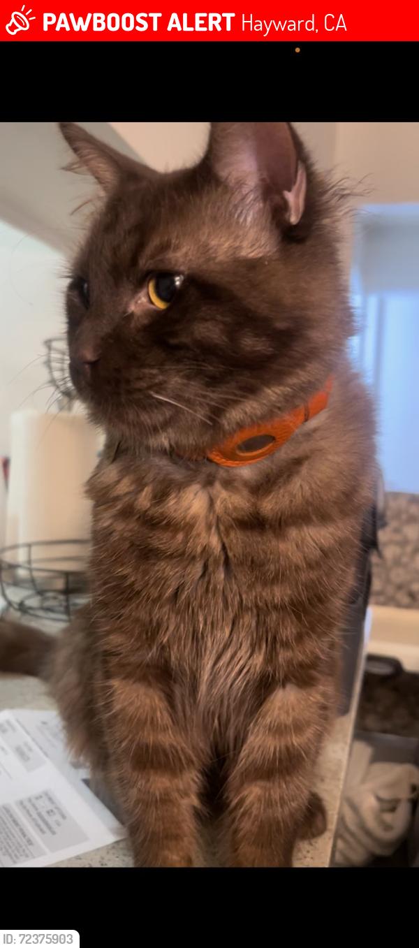 Lost Male Cat last seen Dutton, Beverly, Warwick, San Leandro, CA 94577