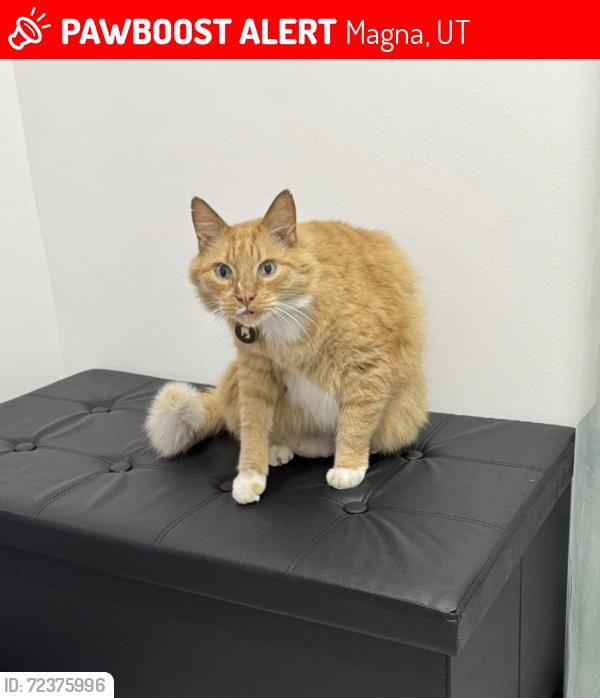 Lost Male Cat last seen By Matheson Jr high, Magna, UT 84044