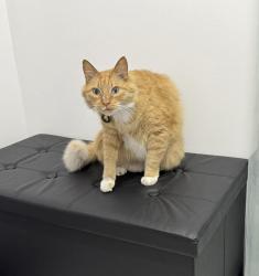 Lost Male Cat last seen By Matheson Jr high, Magna, UT 84044
