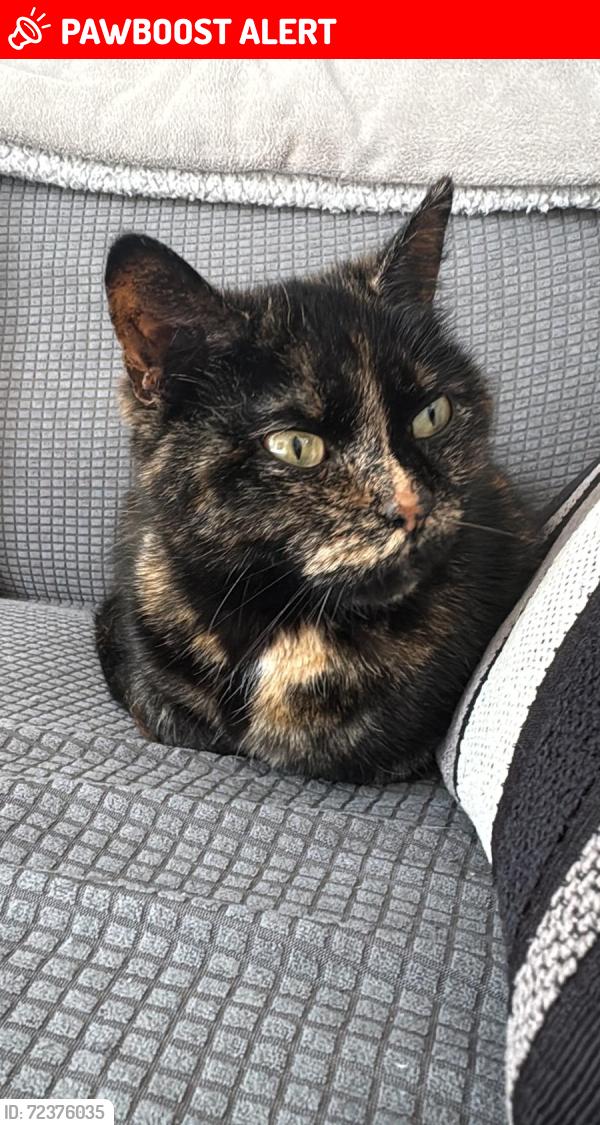 Lost Female Cat last seen Newbridge, Newbridge, Wales NP11 4ER