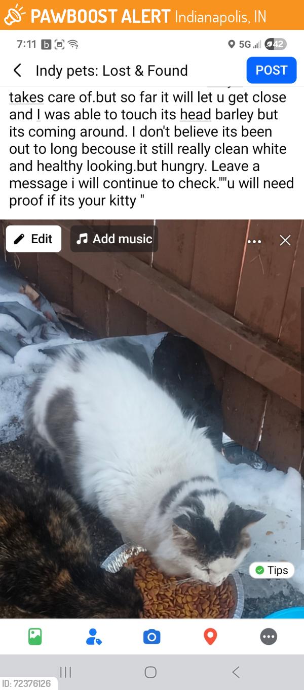Found/Stray Unknown Cat last seen Southeastern, trowbridge , Indianapolis, IN 46201