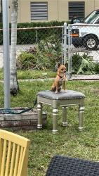 Lost Male Dog last seen Kinloch park Middle, Miami, FL 33126