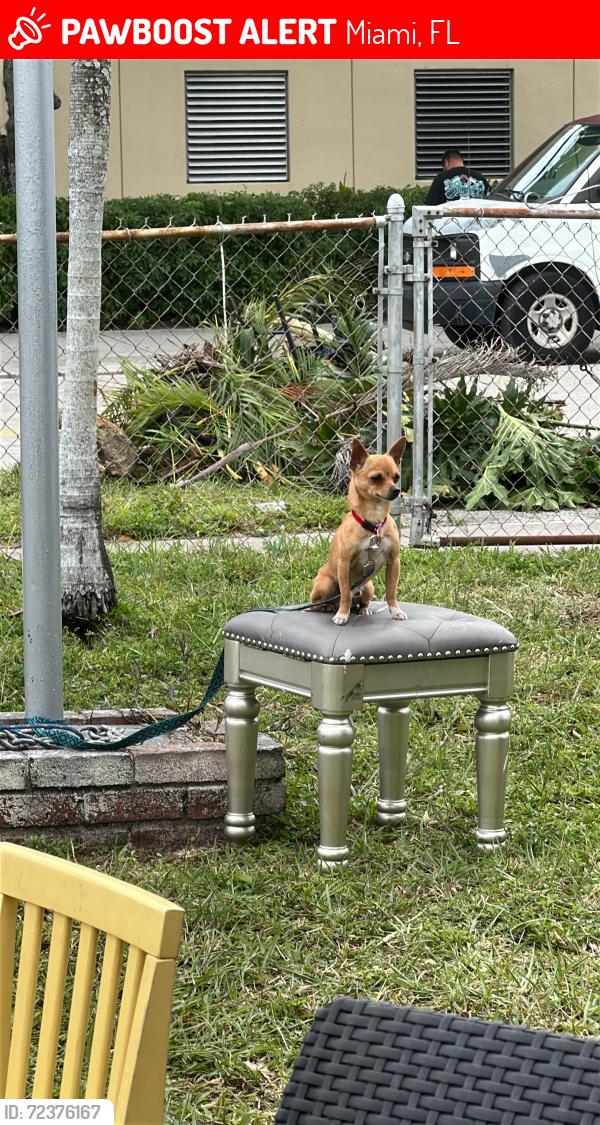 Lost Male Dog last seen Kinloch park Middle, Miami, FL 33126