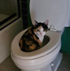 Lost Female Cat last seen Avalon, Nampa, ID 83687
