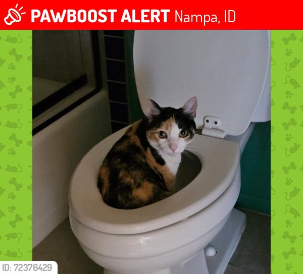 Lost Female Cat last seen Avalon, Nampa, ID 83687