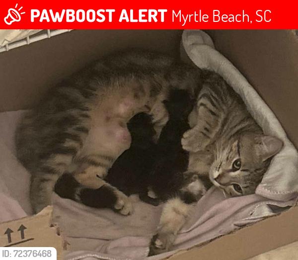 Lost Female Cat last seen In the neighborhood Avalon, Myrtle Beach, SC 29579