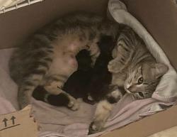 Lost Female Cat last seen In the neighborhood Avalon, Myrtle Beach, SC 29579