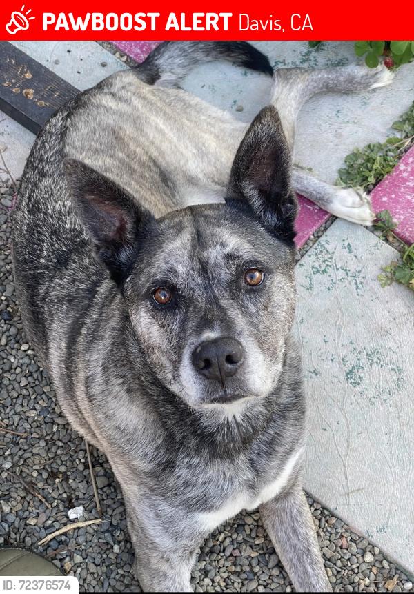 Lost Female Dog last seen Olive Dr/Walking path along I-80, Davis, CA 95616