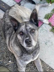 Lost Female Dog last seen Olive Dr/Walking path along I-80, Davis, CA 95616