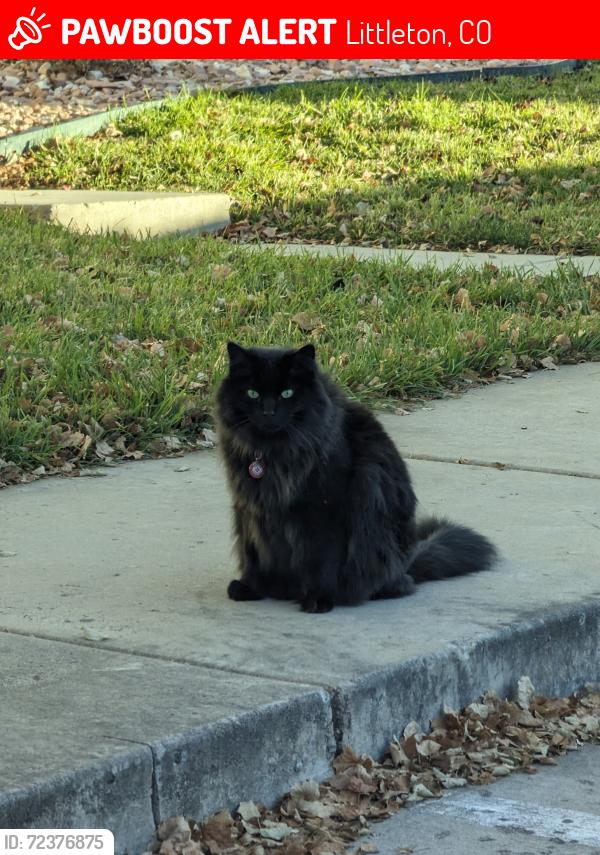 Lost Male Cat last seen Quebec St and Chestnut Hill St, Littleton, CO 80130