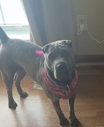 Lost Female Dog last seen Bethsaida Rd, South Fulton, GA 30349
