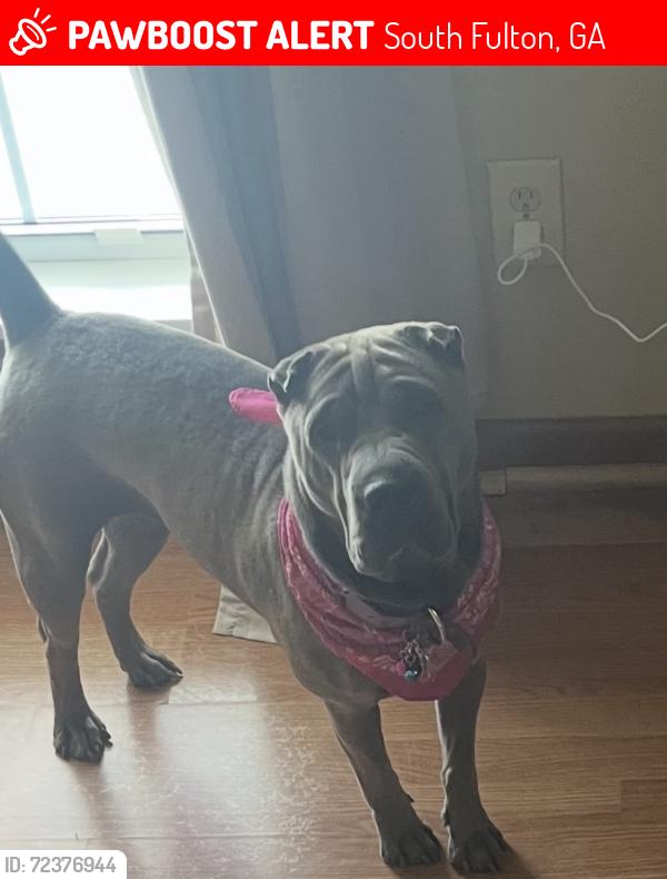 Lost Female Dog last seen Bethsaida Rd, South Fulton, GA 30349