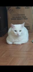 Lost Male Cat last seen Holly Hill road, Davenport, FL 33837