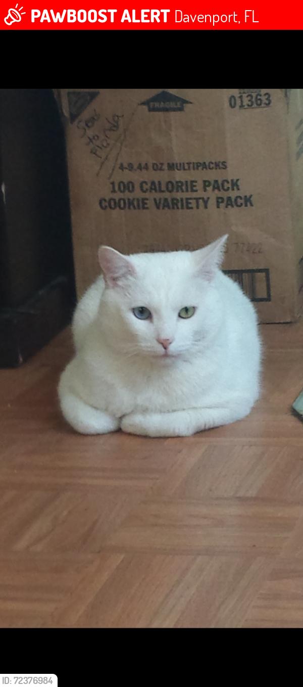 Lost Male Cat last seen Holly Hill road, Davenport, FL 33837