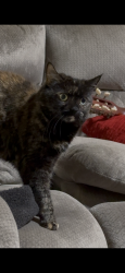 Lost Female Cat last seen Stone Mason Ln NE, Keizer, OR 97303