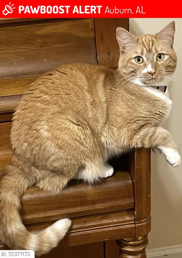Lost Female Cat last seen Sandhill Road at Wright’s Crossing , Auburn, AL 36830