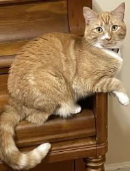 Lost Female Cat last seen Sandhill Road at Wright’s Crossing , Auburn, AL 36830