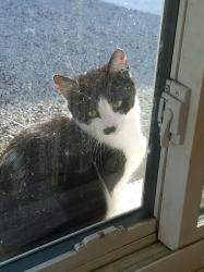 Lost Female Cat last seen Silverdale Rd, North Olmsted, OH 44070