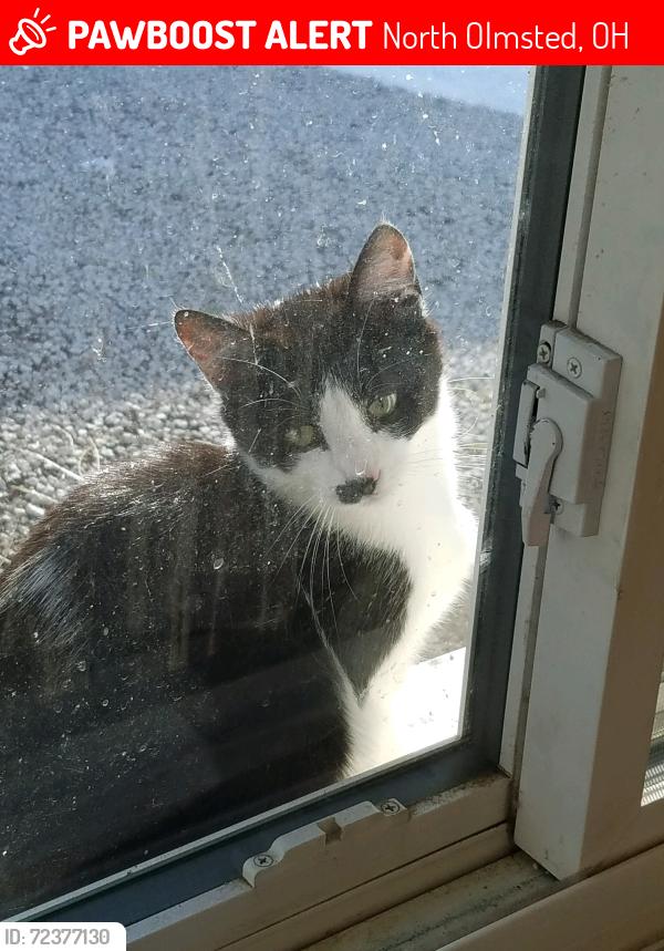 Lost Female Cat last seen Silverdale Rd, North Olmsted, OH 44070