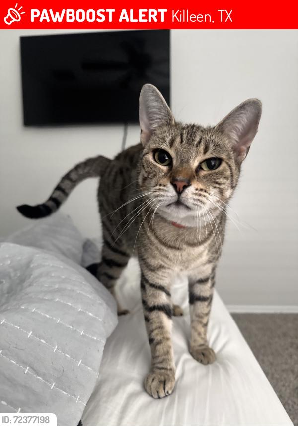 Lost Female Cat last seen Kensley rose in yowell ranch , Killeen, TX 76542