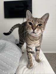 Lost Female Cat last seen Kensley rose in yowell ranch , Killeen, TX 76542