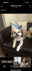 Lost Female Dog last seen Near King road flt rock nc 28731, Flat Rock, NC 28731