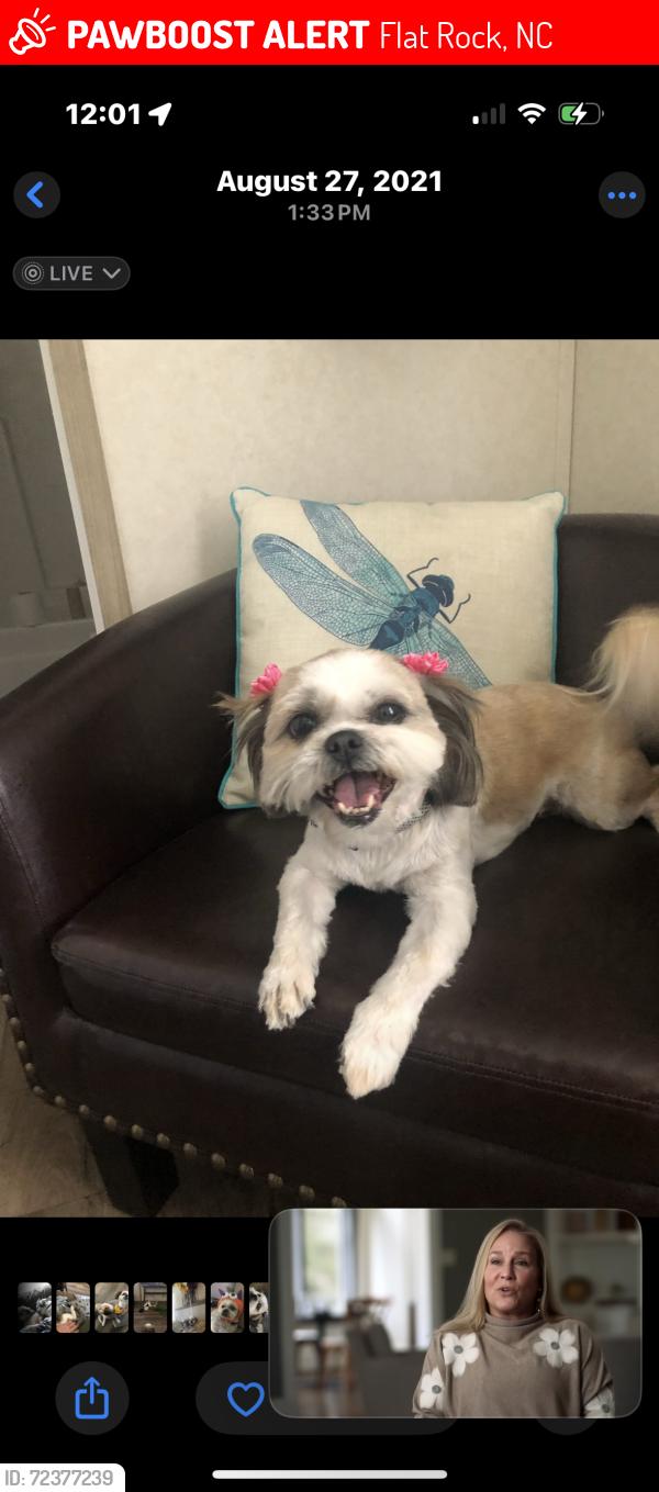Lost Female Dog last seen Near King road flt rock nc 28731, Flat Rock, NC 28731