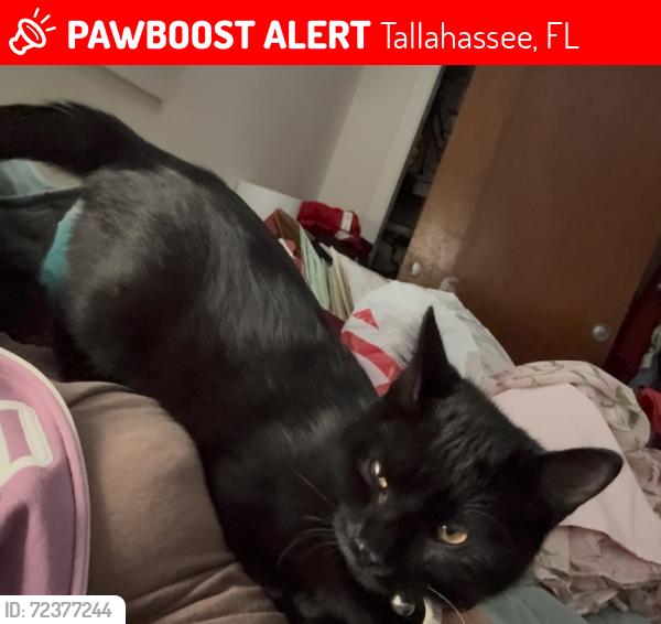 Lost Male Cat last seen Mendoza and Solana, Tallahassee, FL 32304