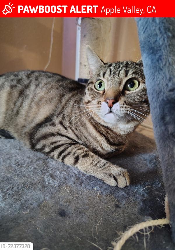 Lost Female Cat last seen sitting bull rd and central , Apple Valley, CA 92308