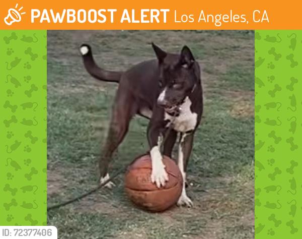 Found/Stray Female Dog last seen S. MAIN ST., & 119th ST., Los Angeles, CA 90061