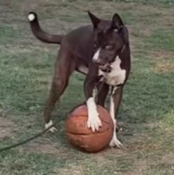 Found/Stray Female Dog last seen S. MAIN ST., & 119th ST., Los Angeles, CA 90061