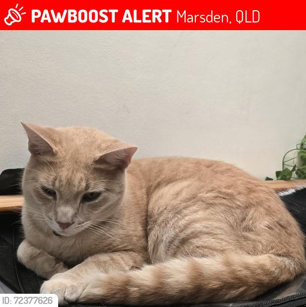 Lost Male Cat last seen Cnr Browns Plains Road, Marsden, QLD 4132