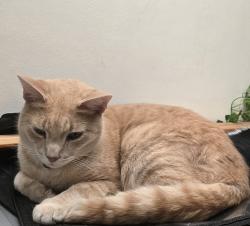 Lost Male Cat last seen Cnr Browns Plains Road, Marsden, QLD 4132