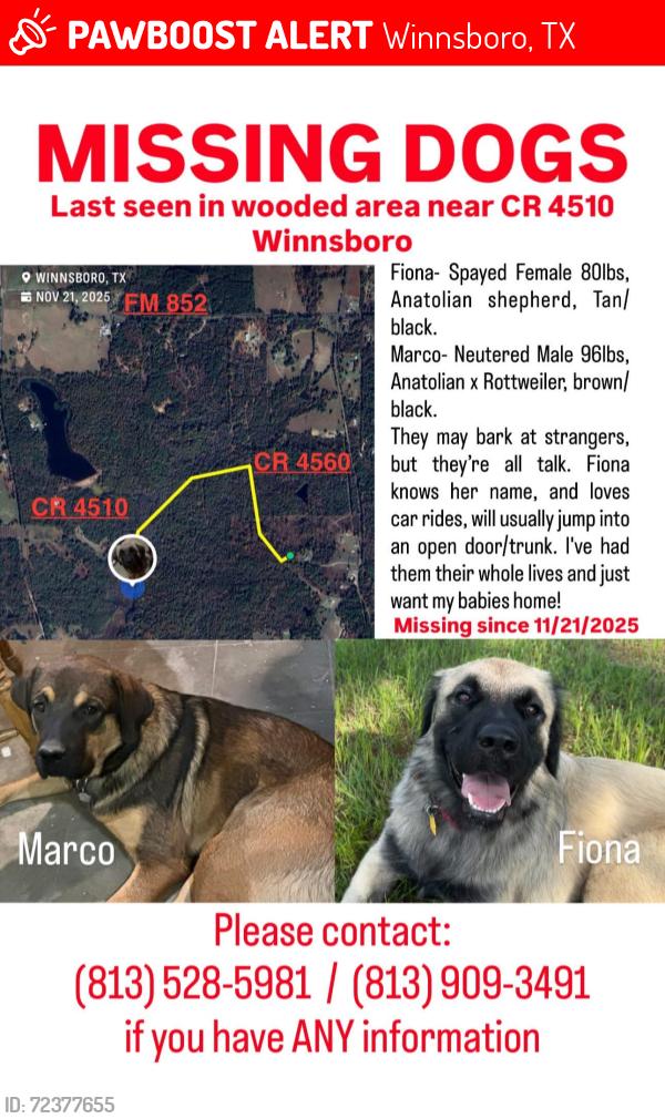 Lost Female Dog last seen CR 4560 and CR 4510 , Winnsboro, TX 75494