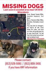 Lost Female Dog last seen CR 4560 and CR 4510 , Winnsboro, TX 75494