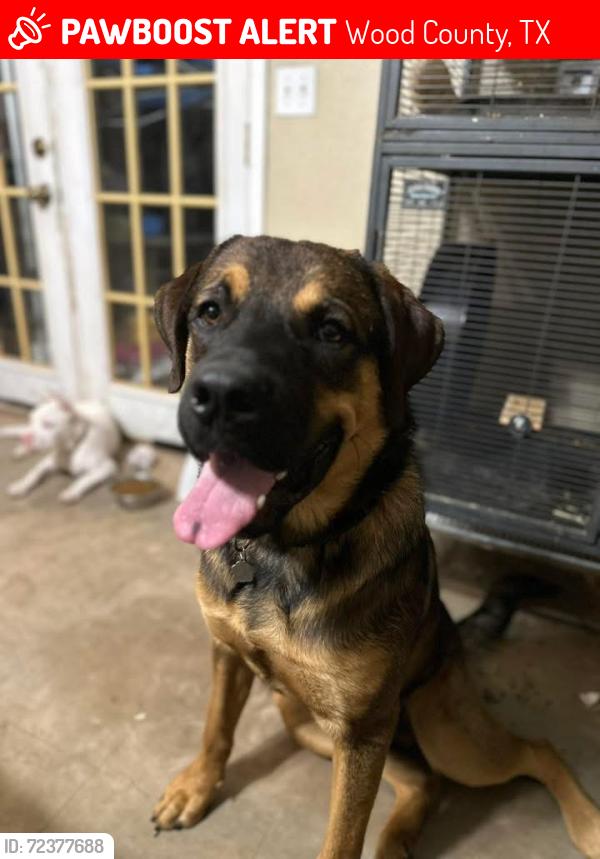 Lost Male Dog last seen Woods between CR 4560 and CR 4510, Wood County, TX 75494