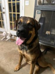 Lost Male Dog last seen Woods between CR 4560 and CR 4510, Wood County, TX 75494