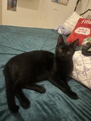 Lost Male Cat last seen S at Jefferson Rd and Whitehead Rd, Athens, GA 30609
