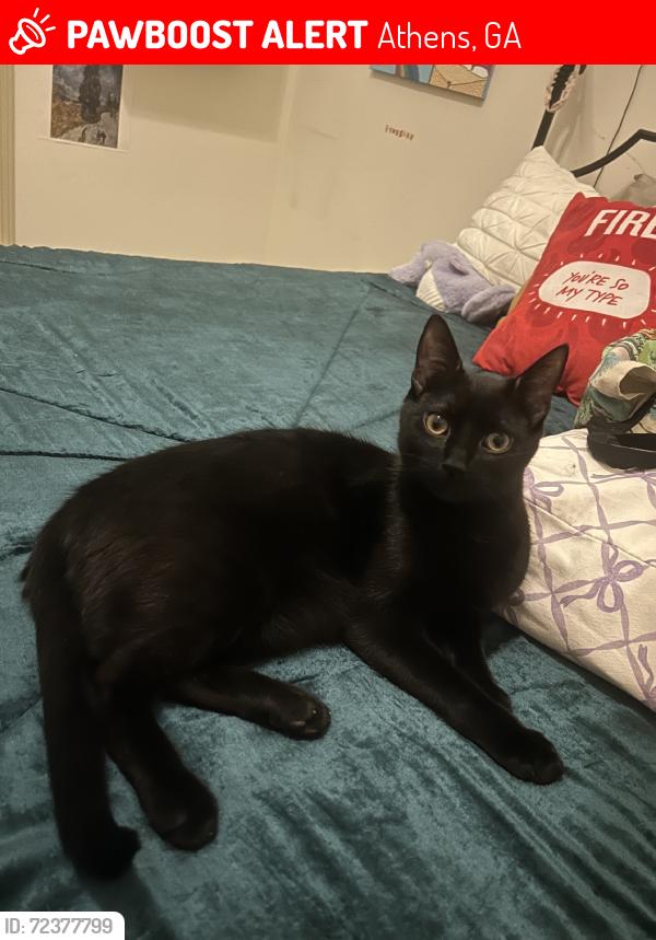 Lost Male Cat last seen S at Jefferson Rd and Whitehead Rd, Athens, GA 30609