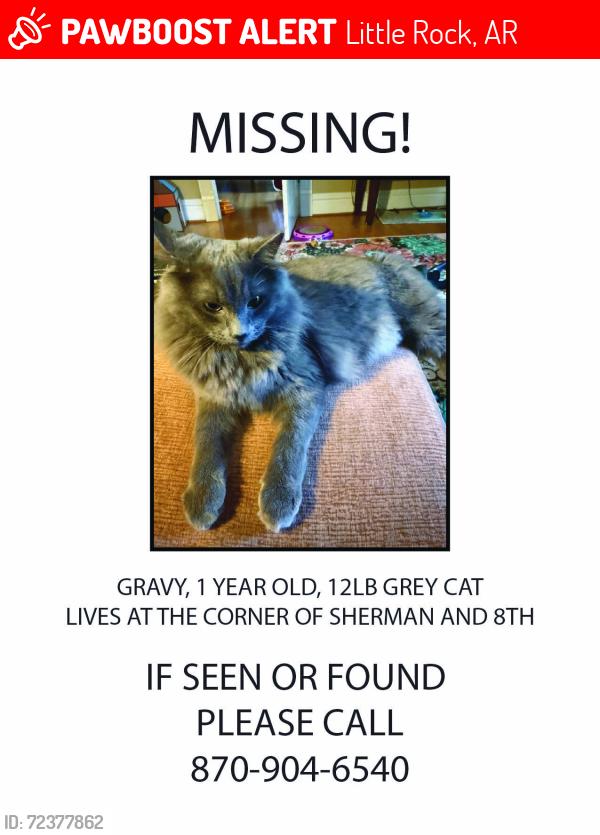 Lost Male Cat last seen 8th St and Sherman, near MacArthur Park , Little Rock, AR 72202