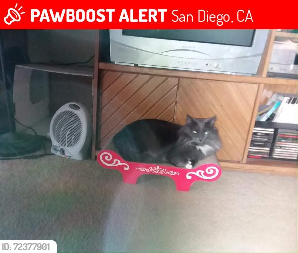 Lost Female Cat last seen Del Diablo and Penasquitos Drive. , San Diego, CA 92129