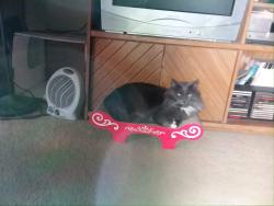 Lost Female Cat last seen Del Diablo and Penasquitos Drive. , San Diego, CA 92129