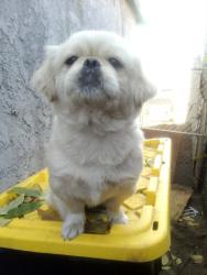 Lost Female Dog last seen New new Kai, 9557 Grandee Ave, Watts, CA 90002, Los Angeles, CA 90002
