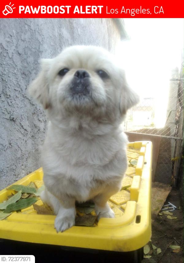 Lost Female Dog last seen New new Kai, 9557 Grandee Ave, Watts, CA 90002, Los Angeles, CA 90002
