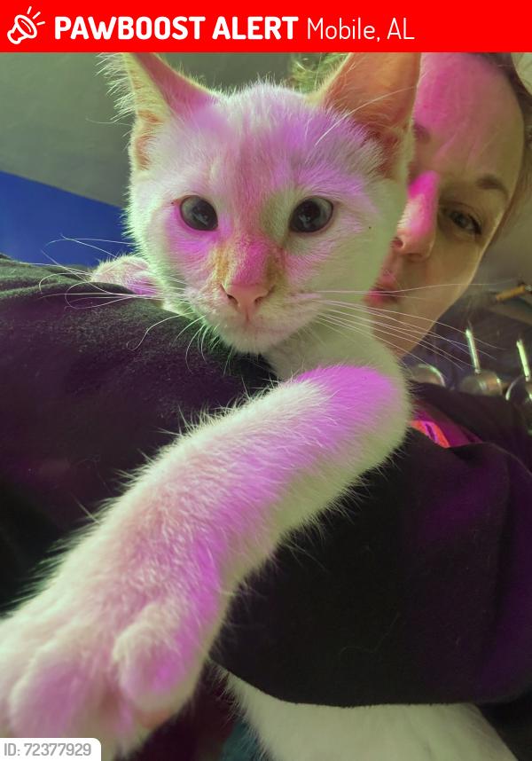 Lost Female Cat last seen Forest Hill/Japanese Gardens, Mobile, AL 36618
